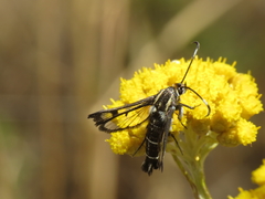 Pyropteron hispanica