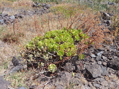 Aeonium glutinosum