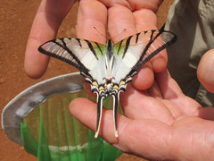 Protographium epidaus