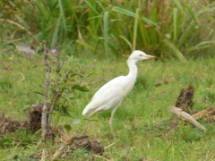 Bubulcus ibis