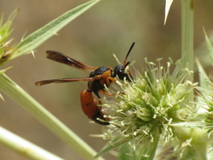 Pseudepipona sessilis