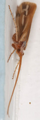 Limnephilus ornatus
