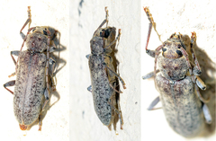 Trichoferus holosericeus