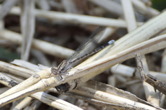 Argia immunda