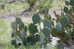 Opuntia pyrocarpa