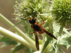 Pseudepipona sessilis