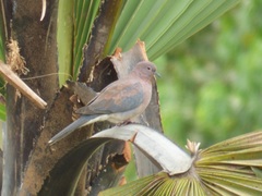 Streptopelia senegalensis