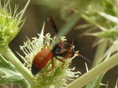 Pseudepipona sessilis