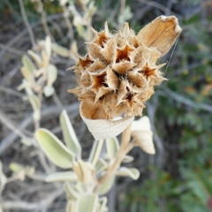 Phlomis fruticosa