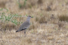 Vanellus superciliosus