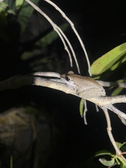 Litoria personata