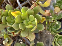 Aeonium glutinosum