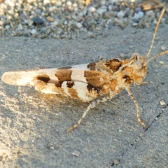 Oedipoda miniata