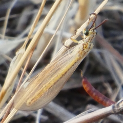 Myrmecaelurus trigrammus