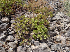 Aeonium glutinosum