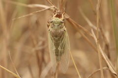 Cicadatra atra