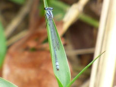Pseudagrion kersteni