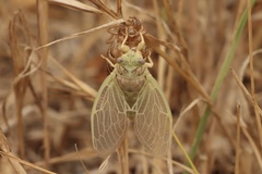 Cicadatra atra