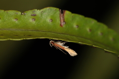 Labdia semicoccinea
