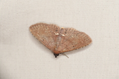 Nechesia albotentata