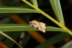 Callopistria flavitincta