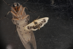 Idaea macrospila