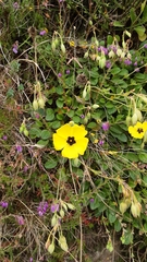Tuberaria globulariifolia