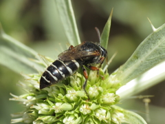 Bembecinus carpetanus