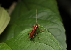 Allotraeus rufescens