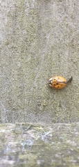 Harmonia axyridis