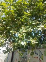Platanus × hispanica