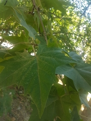 Platanus × hispanica