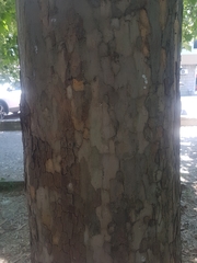 Platanus × hispanica