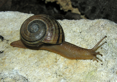 Capitina calcicola