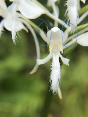 Platanthera blephariglottis blephariglottis