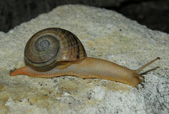 Capitina calcicola