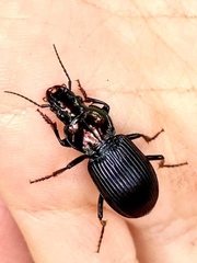 Trigonotoma