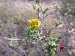 Lasiosiphon deserticola