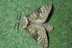 Acossus terebra