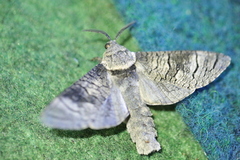 Acossus terebra