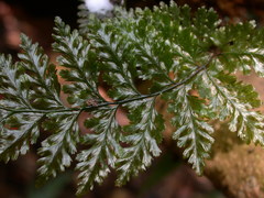 Trichomanes obscurum