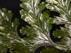 Trichomanes obscurum