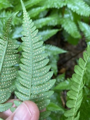 Dryopteris × neowherryi