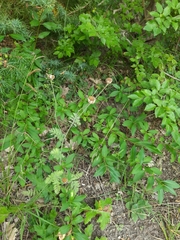 Tanacetum poteriifolium