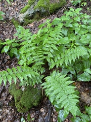 Dryopteris × neowherryi