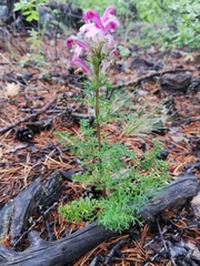 Pedicularis rubens