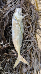Trachurus