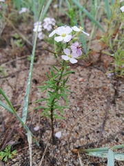 Dontostemon integrifolius