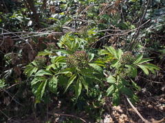 Sambucus sieboldiana