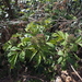Sambucus racemosa sieboldiana - Photo 由 Keita Watanabe 所上傳的 (c) Keita Watanabe，保留部份權利CC BY-NC